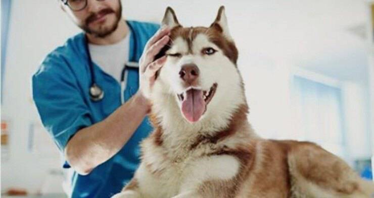 Cucciolo dal veterinario (Screen Pinterest)