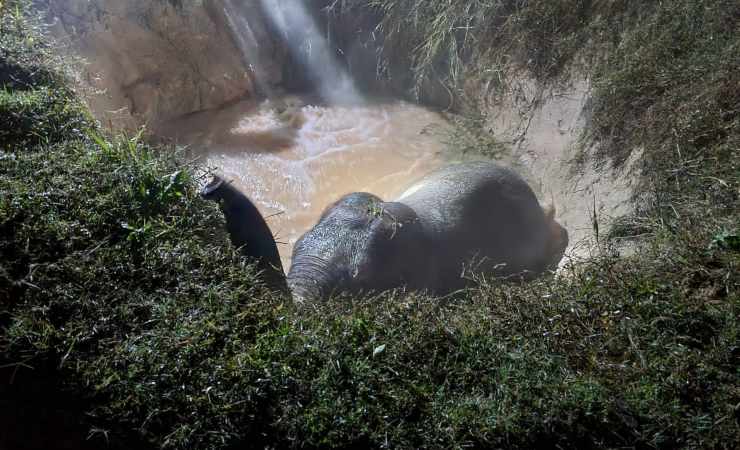 elefante indiano caduto nella buca