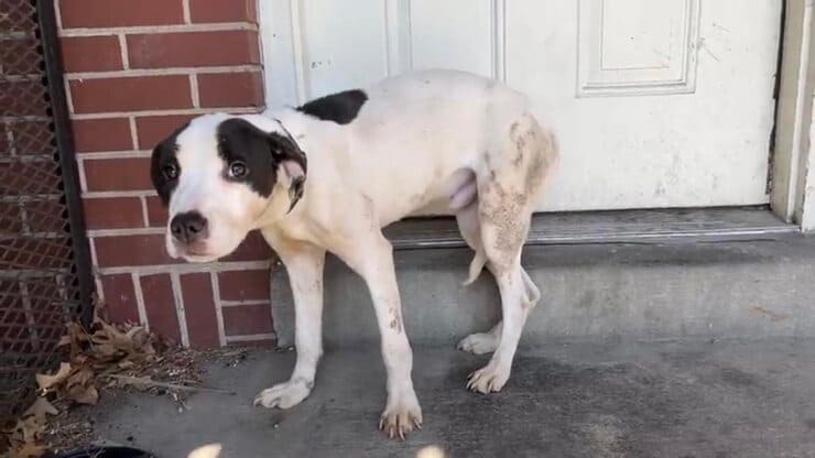 Cucciolo sbattuto fuori casa (Screen video)