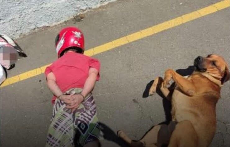 Cucciolo si sdraia vicino i ragazzi arrestati (Screen Facebook)