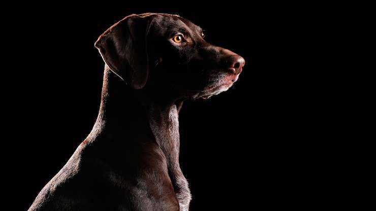 Cura genica per cani con cecità notturna