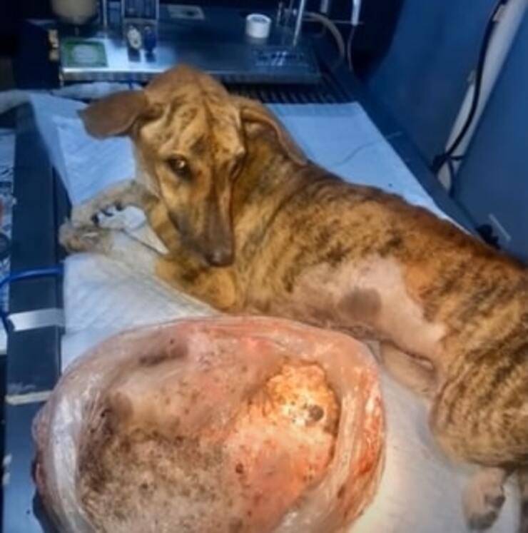 Cane randagio trascina un tumore di circa3 kg ma nessuno la aiuta (Screen Video)