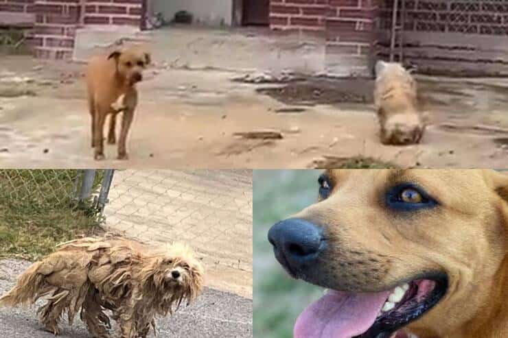 Dylan e Lulu abbandonati davanti la loro casa (Screen video e Facebook)