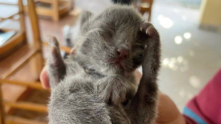 gatto nato con sei zampe