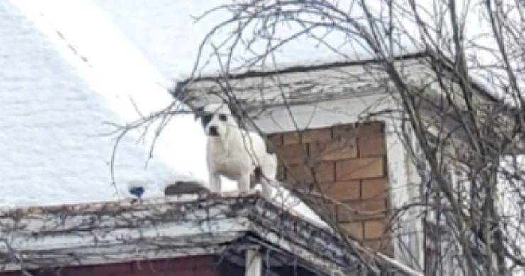 cane sale tetto abbaia chiedere aiuto
