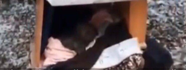 Fratellini del cucciolo che cercano un po' di calore nella scatola (Screen video)