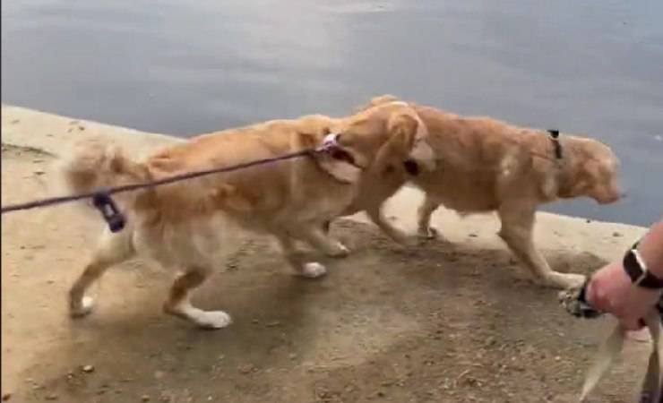 video incontro cani