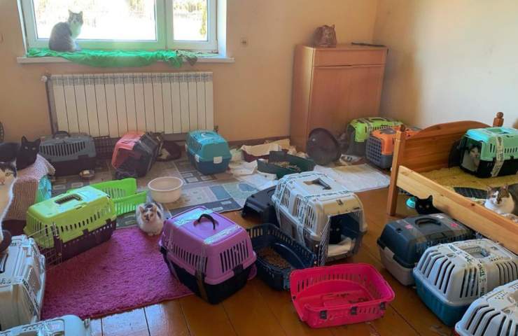 kiev volontari soccorrono sessanta gatti