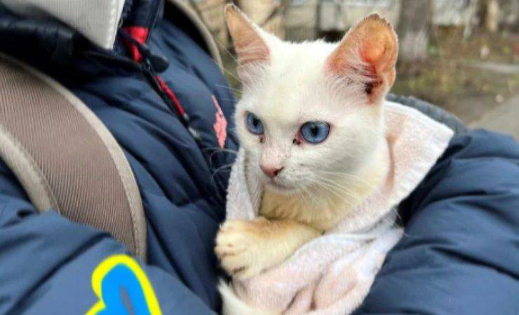 volontari salvano gatti in ucraina