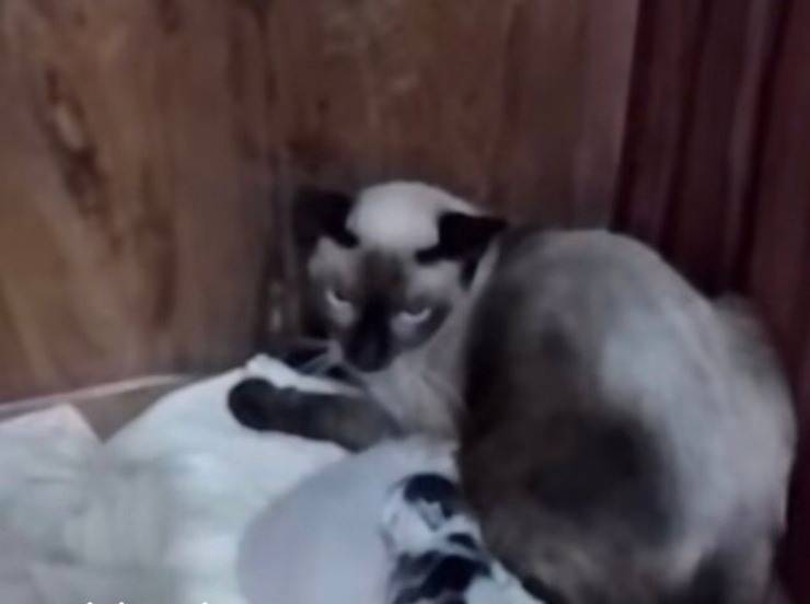Gattino con la mamma gatta che lo allatta (Screen video)
