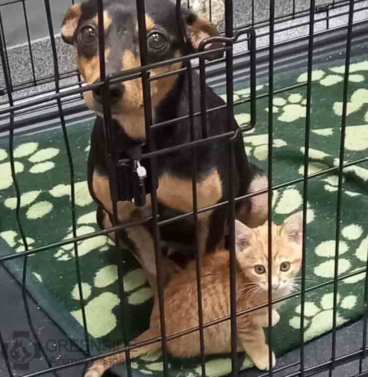 Gattino e cagnolina diventati amici (Screen Facebook)