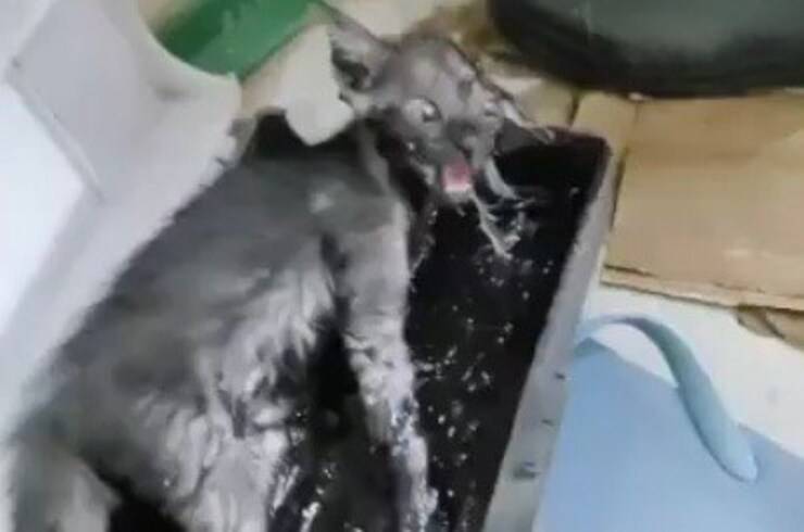 Gattino in trappola colla per topi (Screen video)