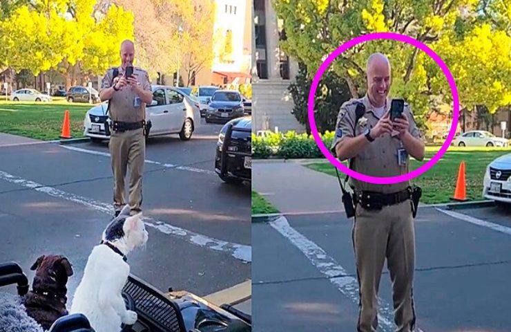 gatto guida automobile poliziotto ferma riprende video