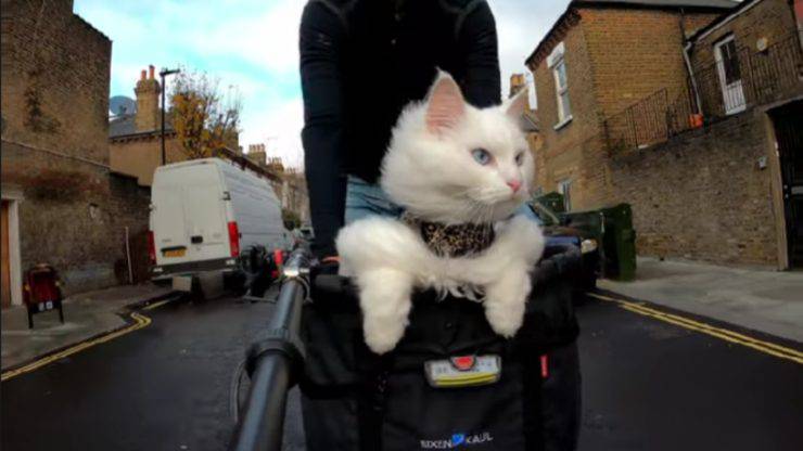 gatto che gira in bicicletta