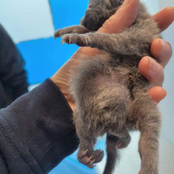 Gato nacido con más de 4 patas