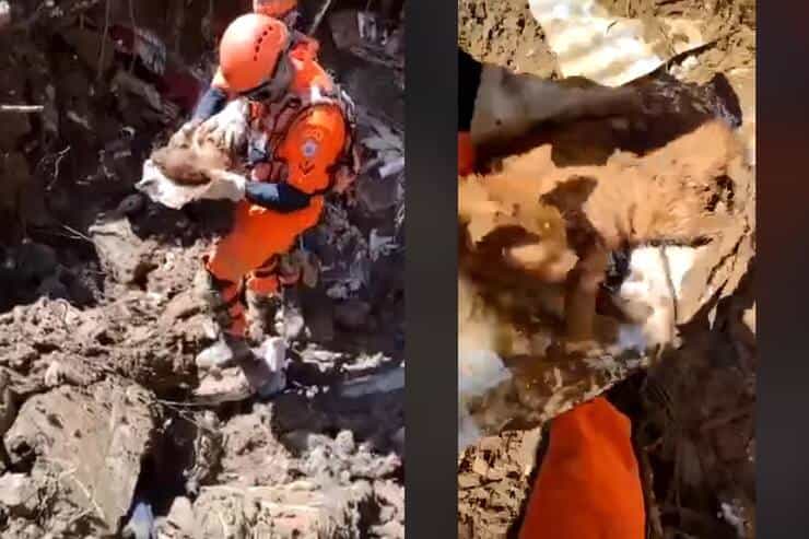 Gato extraído de escombros vivos (pantalla de video)
