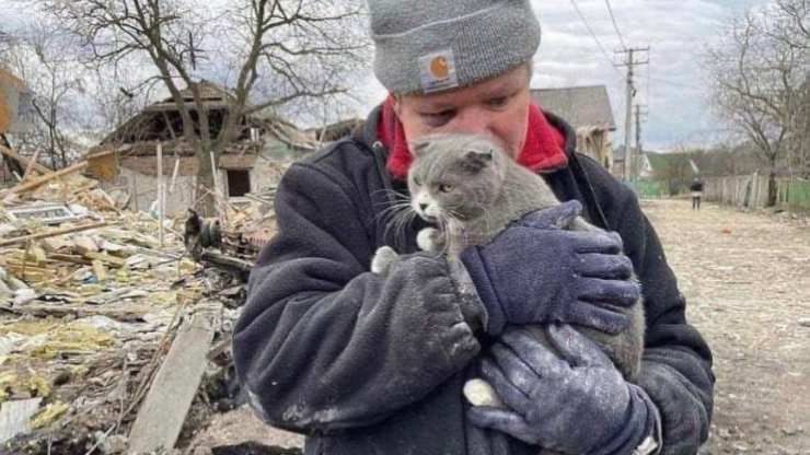 gatto trovato tra i resti di una casa