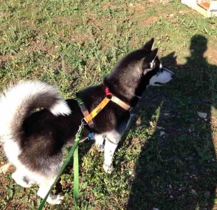 Husky a passeggio (Screen Pinterest)