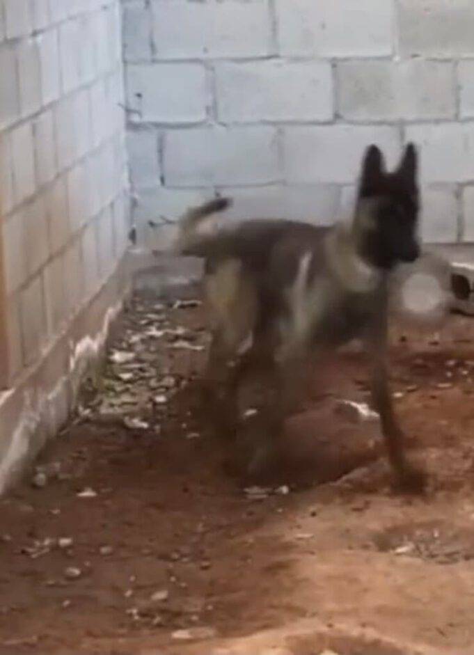 Pensano che sia troppo aggressivo, così accecano il cane (VIDEO)