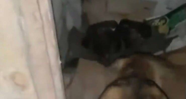Lima conduce dai suoi cuccioli (Screen video)