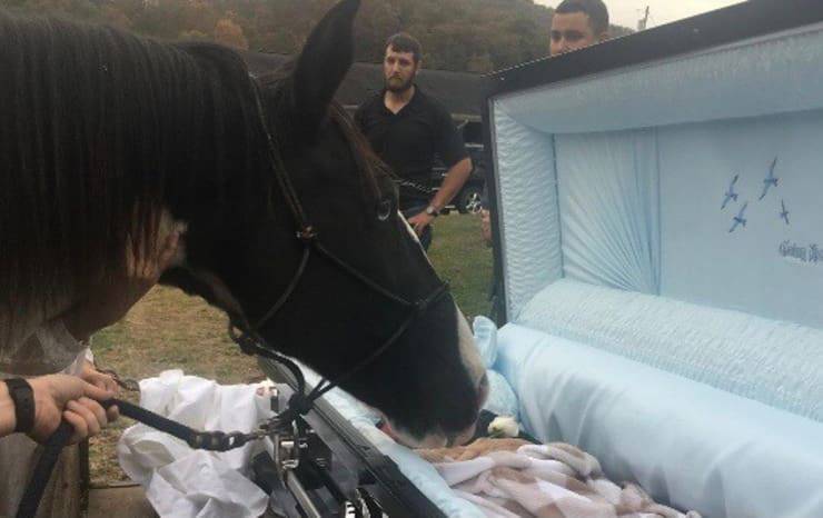 L'ultimo bacio del cavallo al suo papà umano (Screen Facebook)