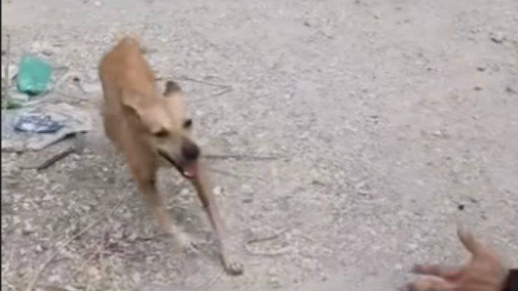 cane ritrovato video