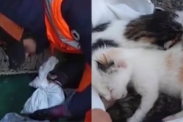 Netturbino salva cuccioli gettati cassonetto (Screen video)