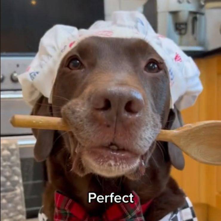 video virale cane cuoco