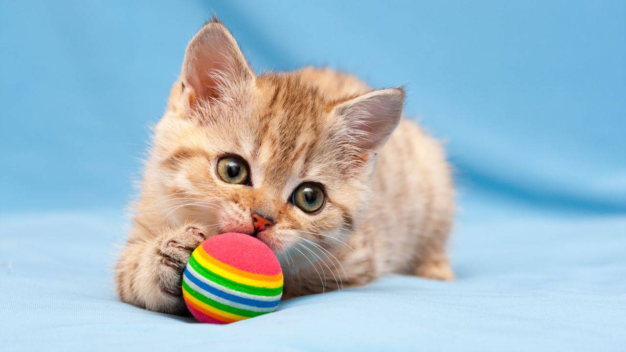 Palline Rimbalzanti Colorate 6 Palline Giocattolo Per Gatti Con Sonaglio - Palle Di Peluche 5cm Colorate | Gioco Interattivo Per Gattini Palline Di Peluche - 3