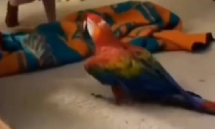 video virale ragazza spaventa pappagallo