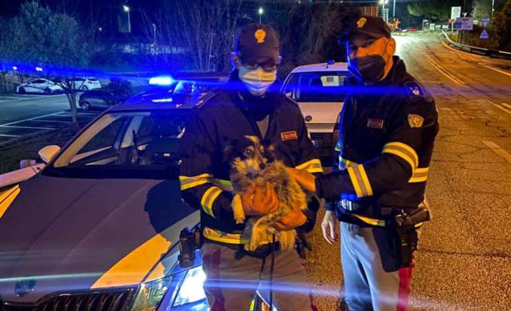 piccoletta salvata dal traffico