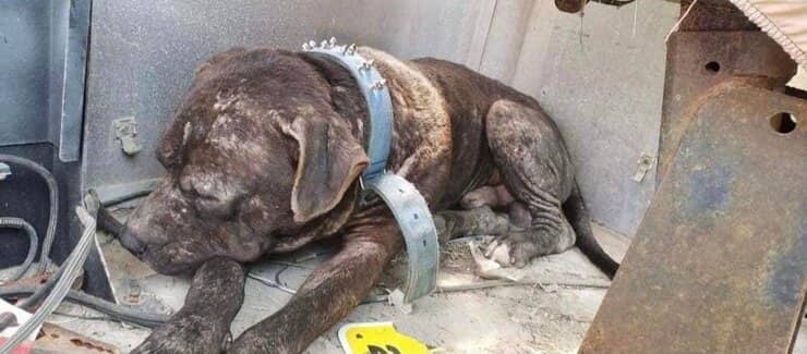 Pitbull trovato mentre cercava di riposare (Screen Facebook)