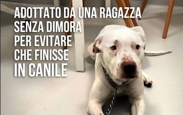 Pongo adottato dalla sua mamma umana senza fissa dimora (Screen Facebook)