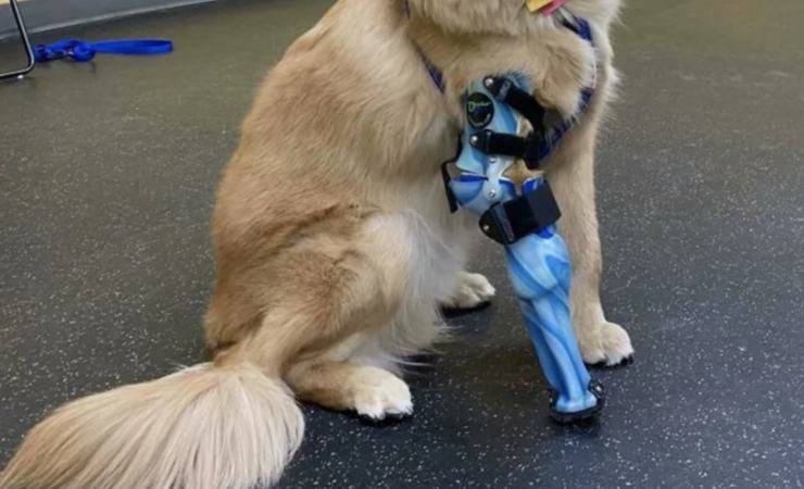 cane con protesi