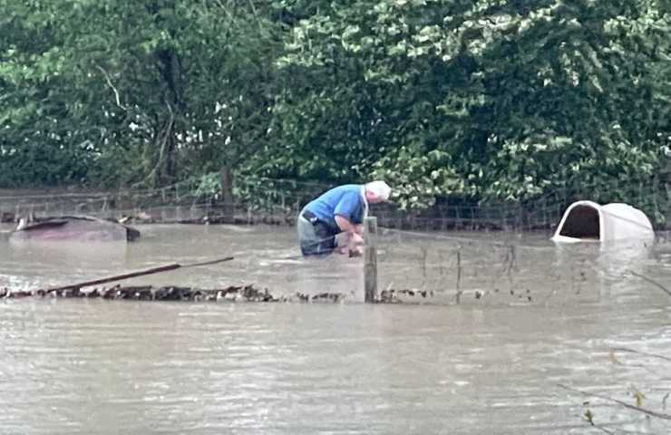 cane pericolo salvato alluvione proprietario rifugio