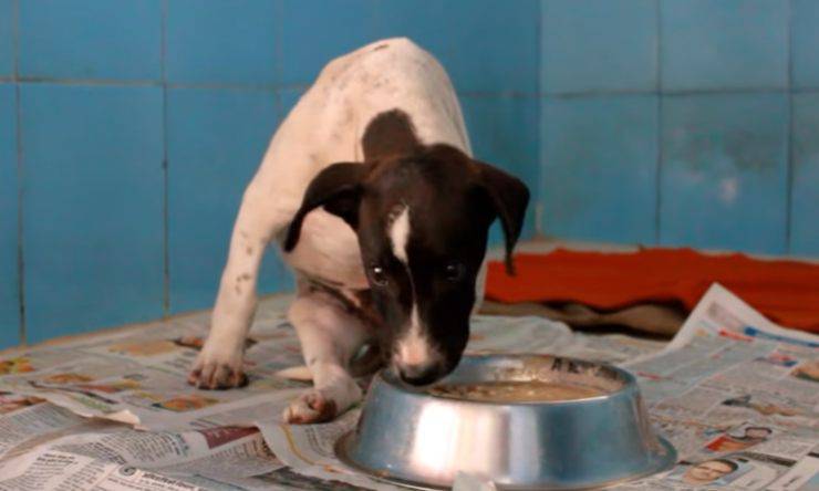 cane con lesione spinale