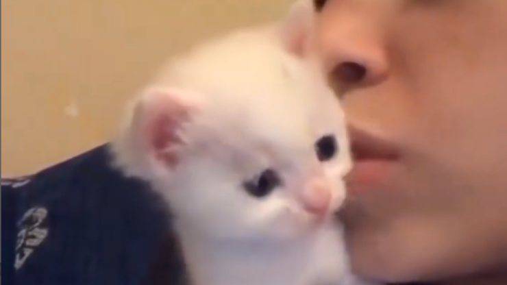 ragazza bacia gattino video