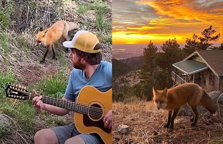 volpe selvatica avvicina uomo suona chitarra