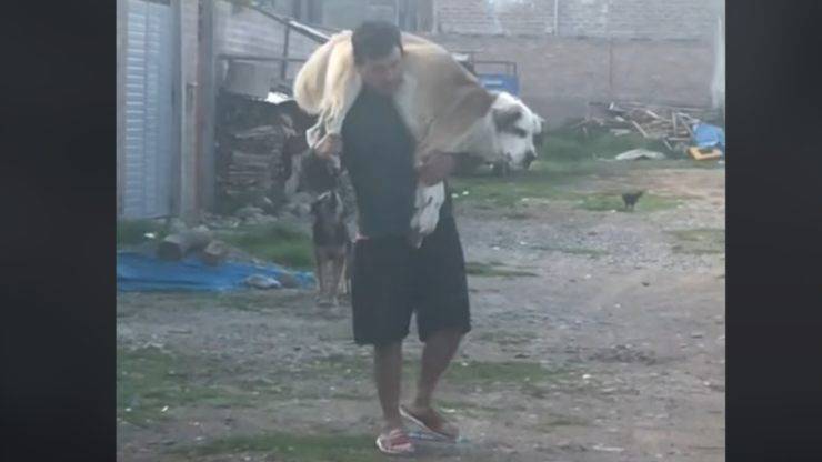Uomo porta cane in spalla