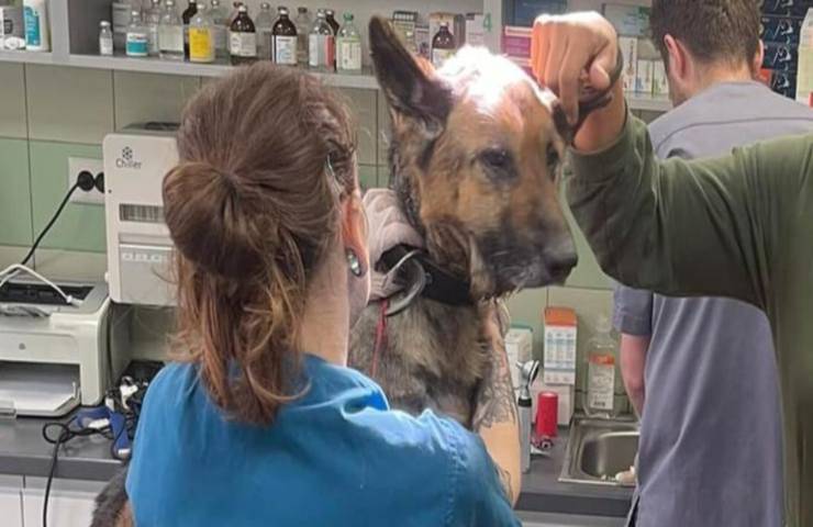 veterinaria salva animali rimane Ucraina
