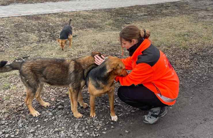 veterinaria ucraina non abbandona pazienti