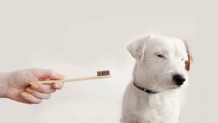 abituare cane a farsi lavare denti