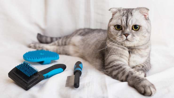 abituare il gatto a farsi spazzolare