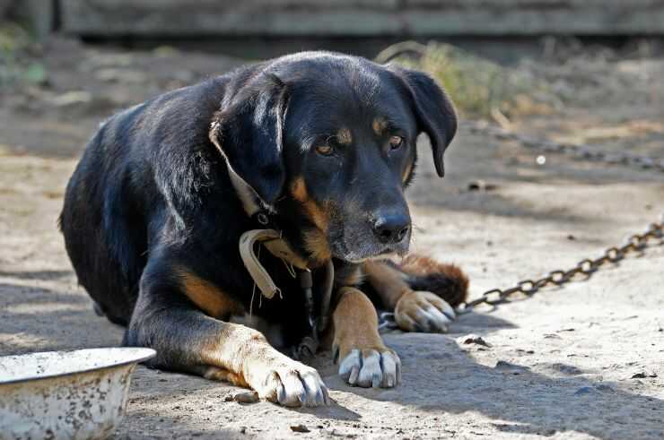 In Friuli Venezia Giulia è legale tenere il cane alla catena?