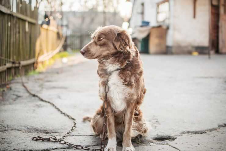 In Molise è legale tenere il cane alla catena?