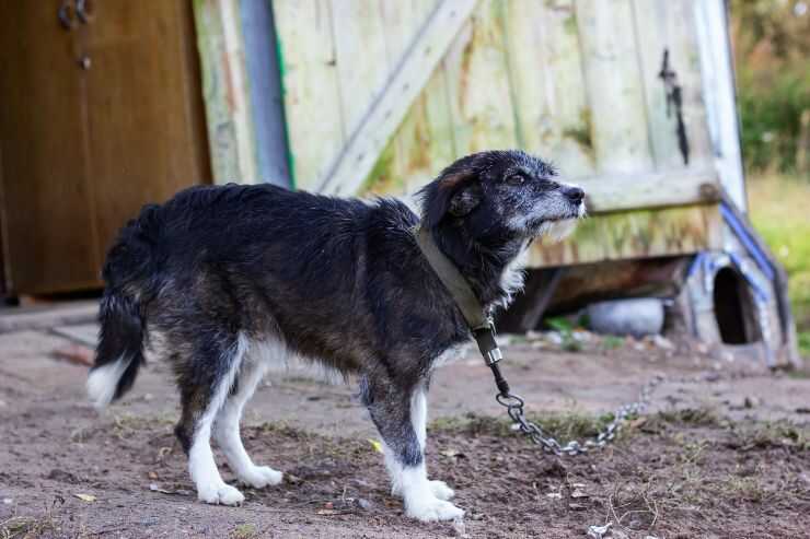 In Valle d'Aosta è legale tenere il cane alla catena?