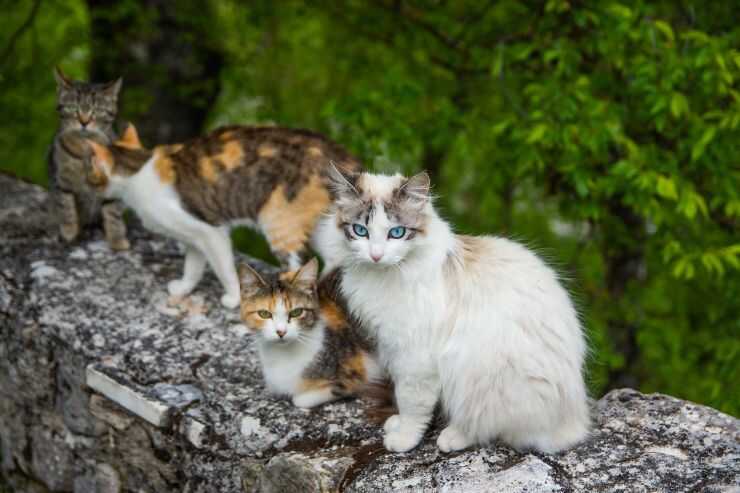 Colonie feline nel Molise