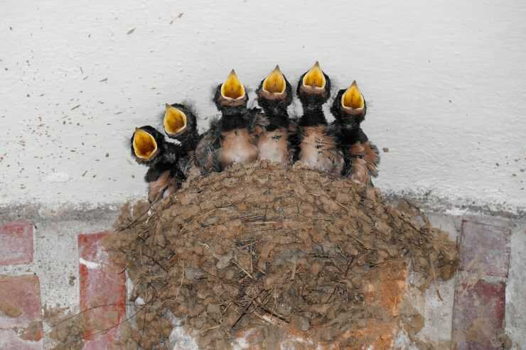 Distruggere i nidi di rondine è reato?