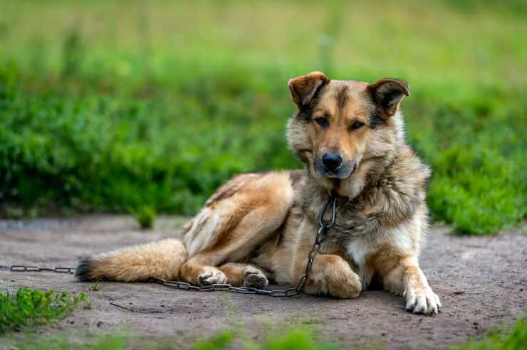 In Puglia è legale tenere il cane alla catena?