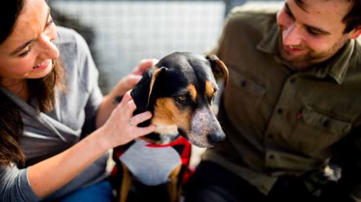 ai cani interessa ciò che pensiamo